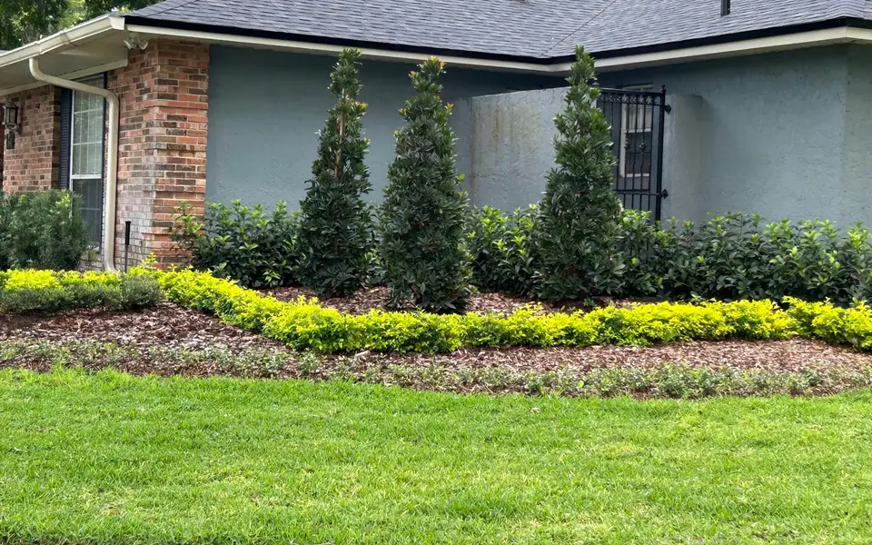 New front beds along a grey and brick house: three conical shrubs, a gold edging hedge and fresh lawn, an Orlando-area landscape job
