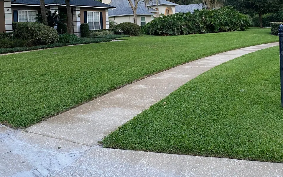 Green lawn and sidewalk under live oaks with Spanish moss in an Orlando neighborhood
