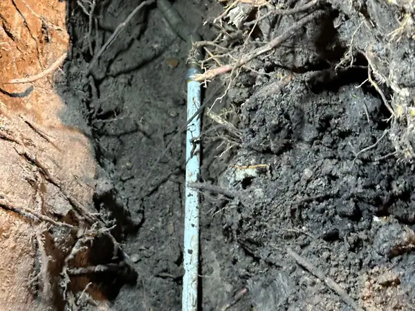 Broken irrigation pipe dug out among tree roots before the repair