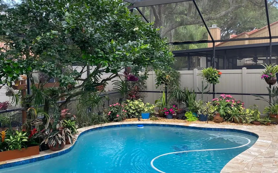 Lush tropical planting around a curved pool inside a screened enclosure under oaks