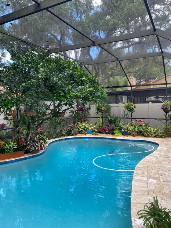 Tropical plants around a screened pool under live oaks