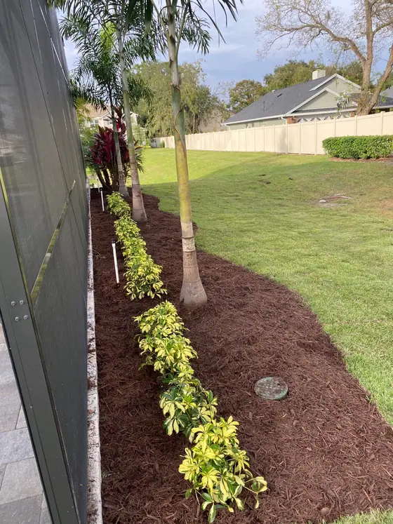 Side-yard bed of yellow schefflera and palms in fresh red mulch along a pool enclosure, with a sprinkler head in the bed