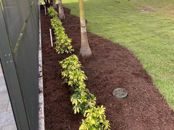 New side bed with schefflera and palms in red mulch beside a lawn
