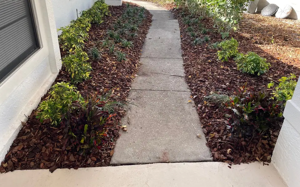 Walkway between two new mulched beds of young shrubs beside a white stucco home