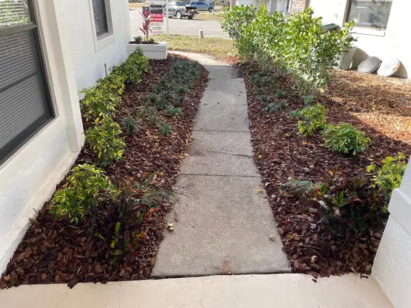 Freshly planted and mulched beds on both sides of a concrete walk