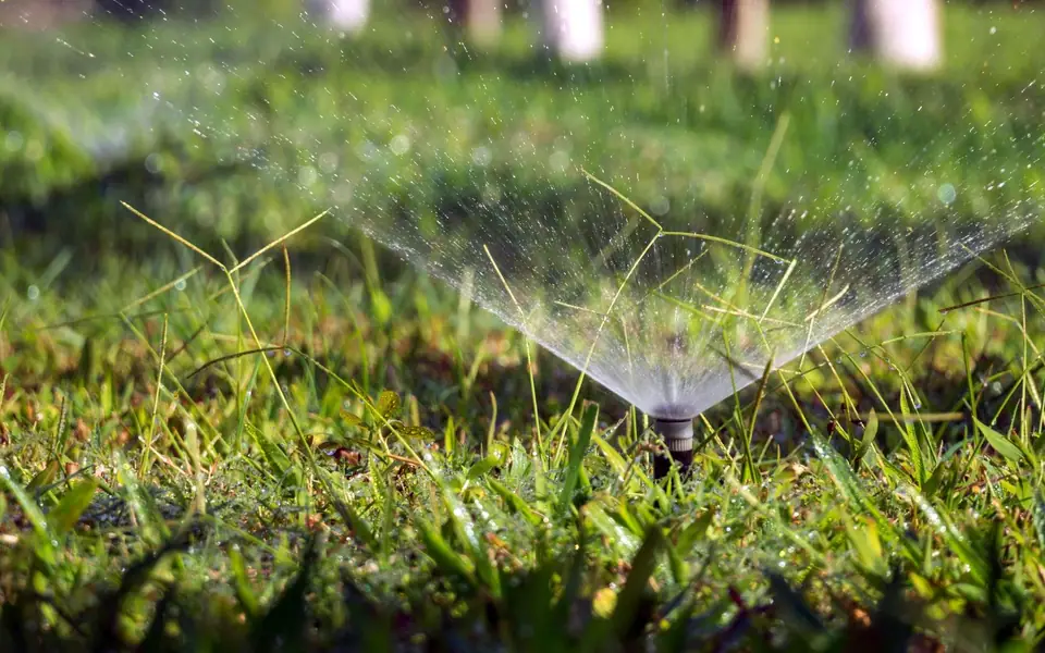 Pop-up spray sprinkler head watering a coarse-bladed lawn at ground level