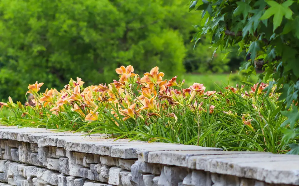 Capped segmental block retaining wall with daylilies planted above it